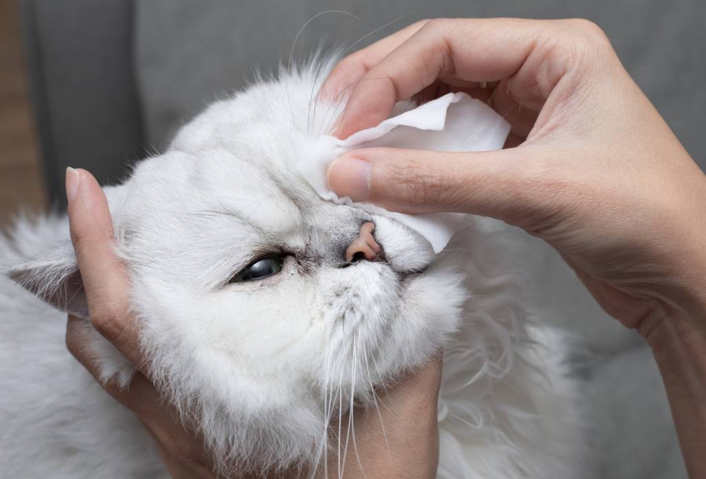 nettoyage yeux de chat soins animaux