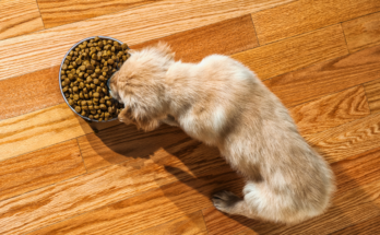 croquettes pour chien haut de gamme