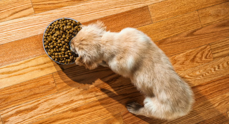 croquettes pour chien haut de gamme