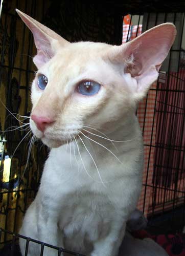 Peterbald
