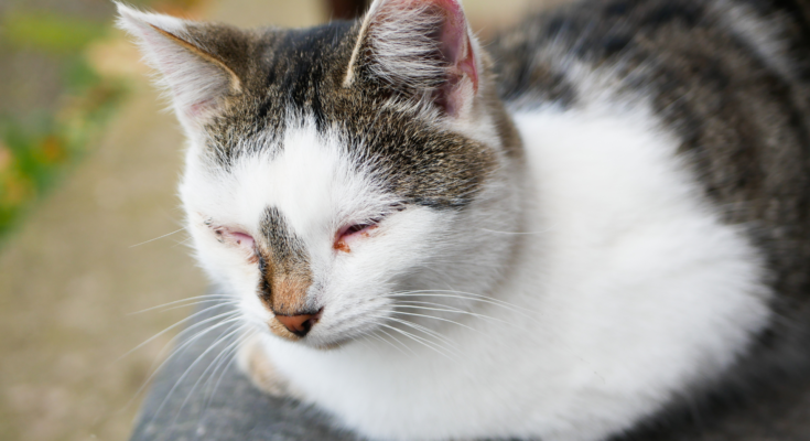 dermite du chat
