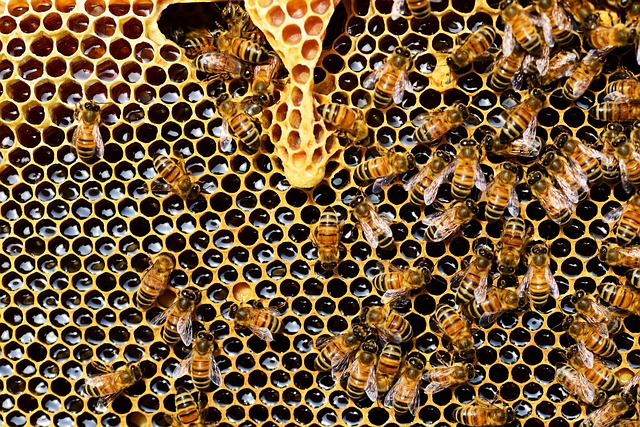 abeilles miel