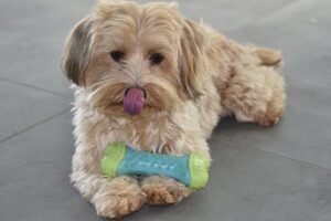 bichon