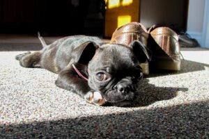boston terrier