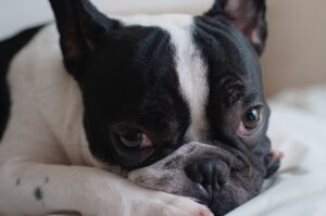 bouledogue francais