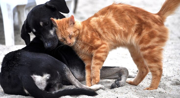chat-et-chien