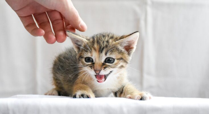 chaton