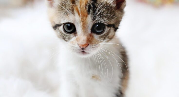 chaton nourriture