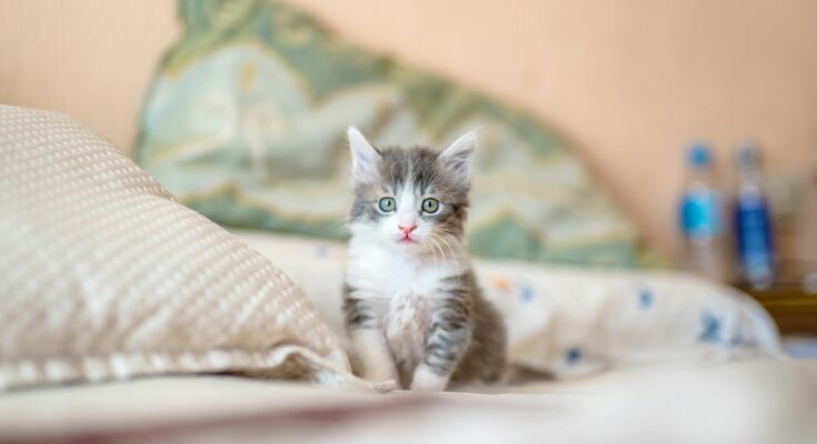 chaton sur un lit