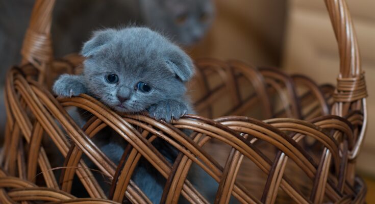 chaton yeux ouverts