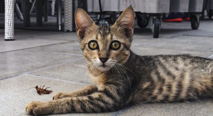 chats-et-insectes