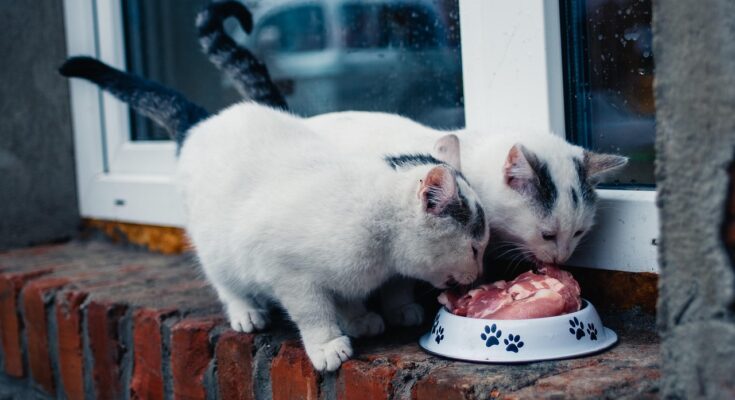 chats-et-nourriture