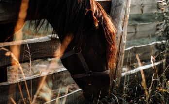 cheval