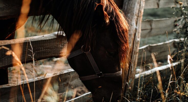 cheval