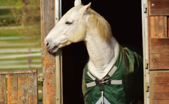 cheval-de-course