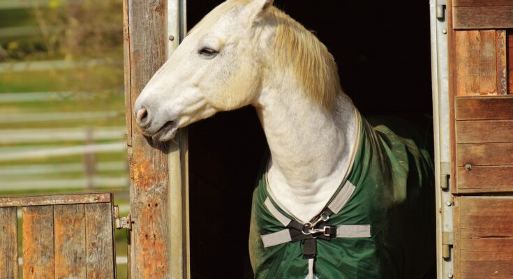 cheval-de-course