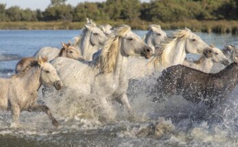 chevaux sauvages