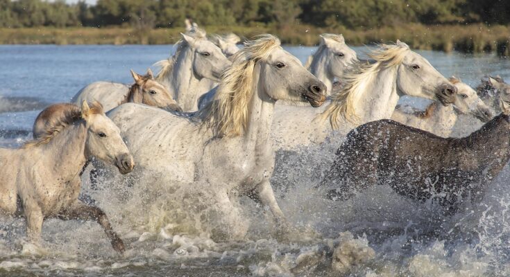 chevaux sauvages