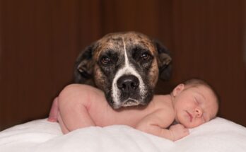 chien-et-bebe