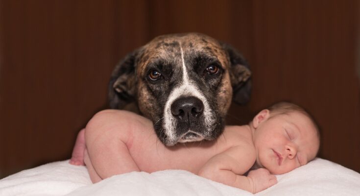 chien-et-bebe
