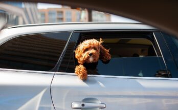 chien-et-voiture