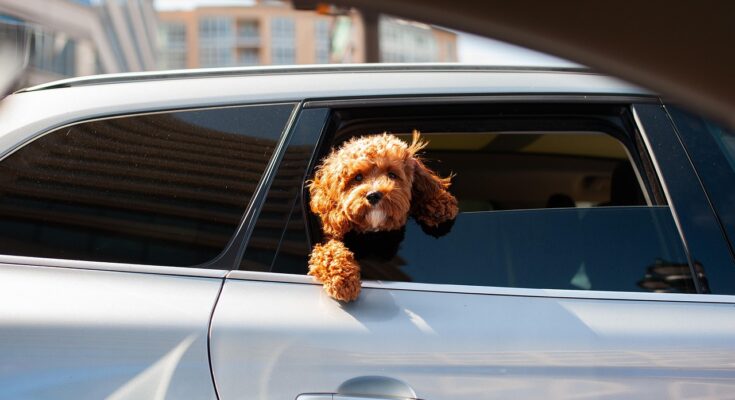 chien-et-voiture
