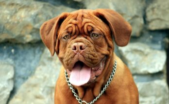 chien-mastiff