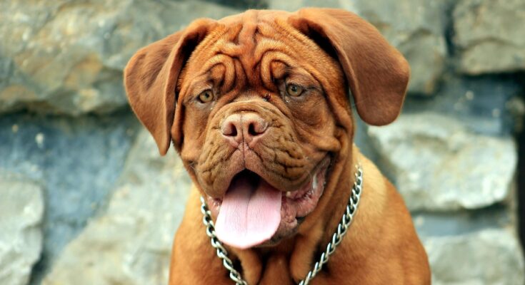 chien-mastiff
