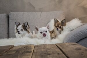chihuahua