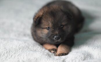 chiot