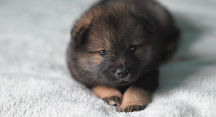 chiot