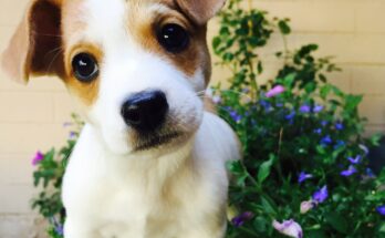 chiot mignon education