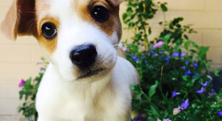 chiot mignon education