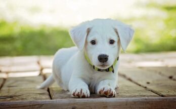 chiot proprete