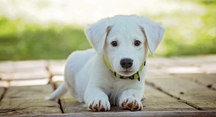 chiot proprete