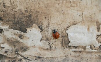 coccinelle mur