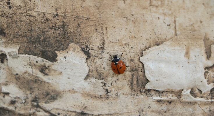 coccinelle mur