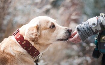 collier-pour-chien