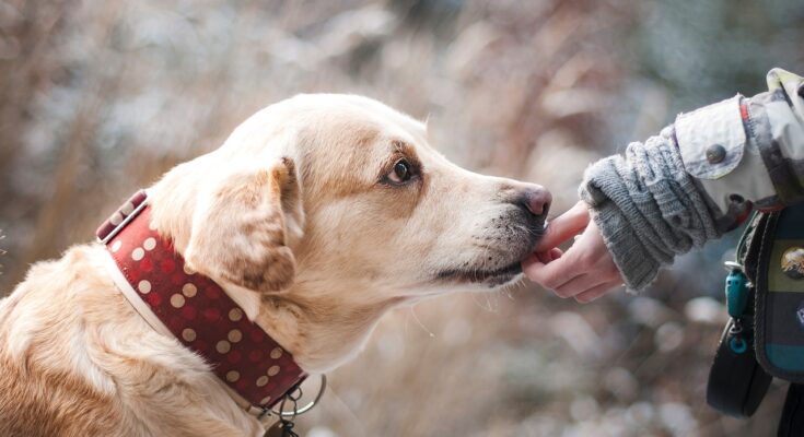 collier-pour-chien