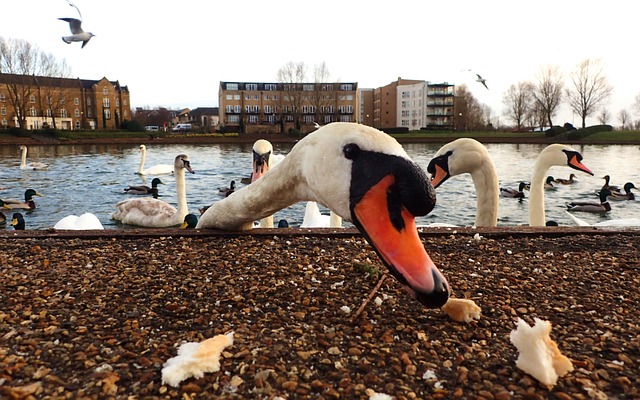 cygne mange pain