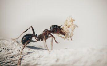 fourmis