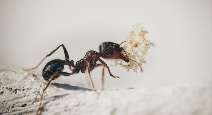 fourmis