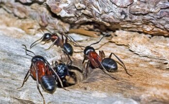 fourmis-et-fourmiliere