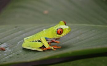 grenouille-yeux-rouges