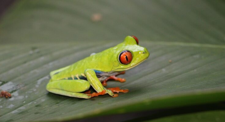 grenouille-yeux-rouges