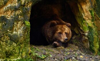 hibernation hiver
