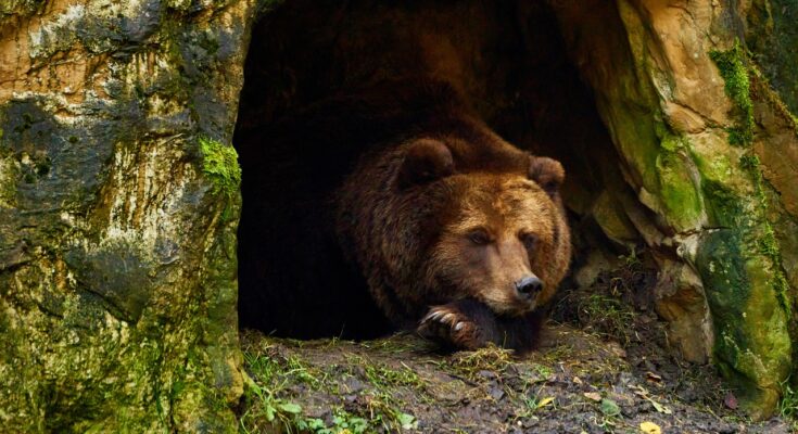 hibernation hiver