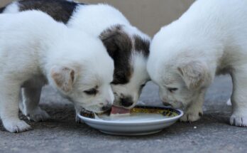 lait-pour-chiot