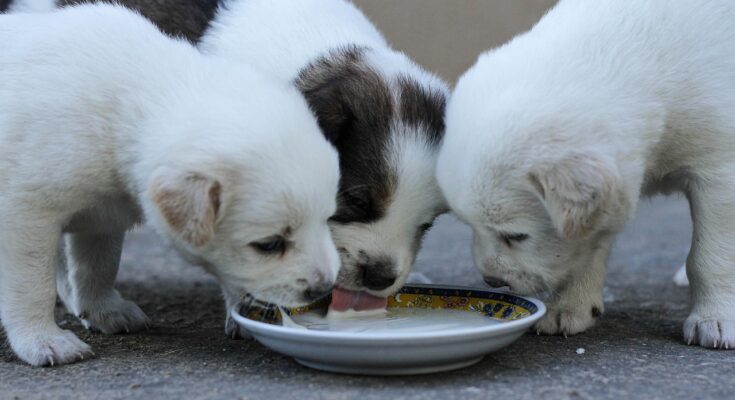 lait-pour-chiot