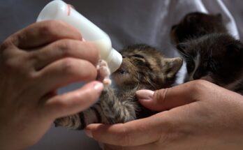 nourrir chaton biberon